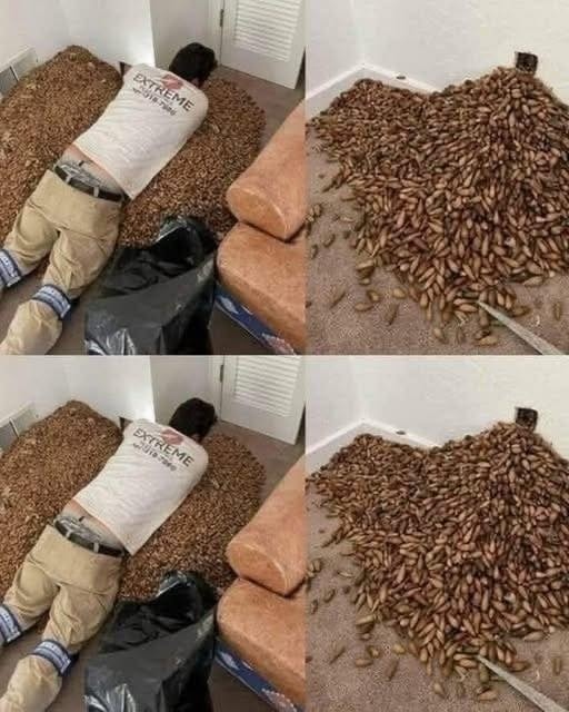 SOTD! A man smells a strong smell in his house, when he finds out that he opens the wall he finds!