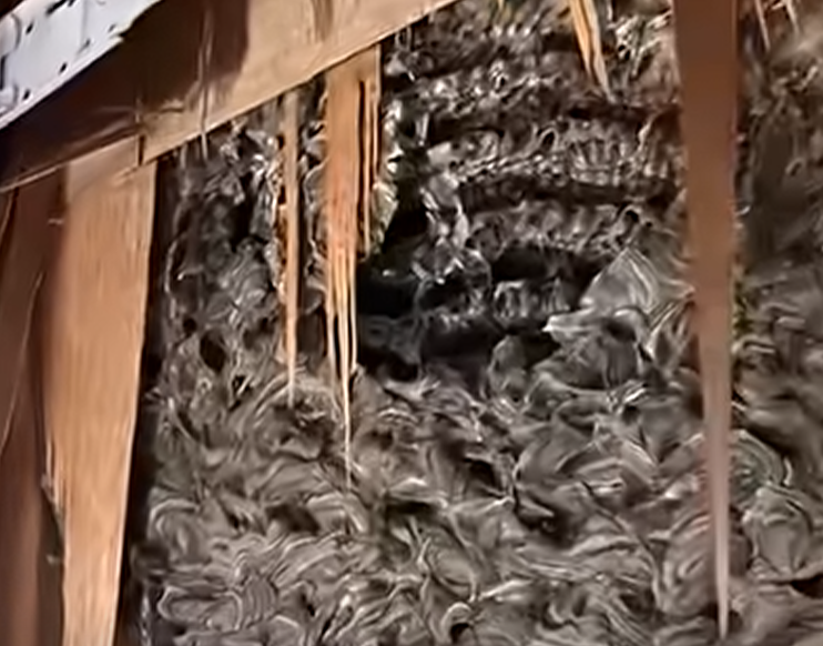 Strange noises from the wall of our bedroom! my husband decided to tear down the wall – and discovered something horrifying