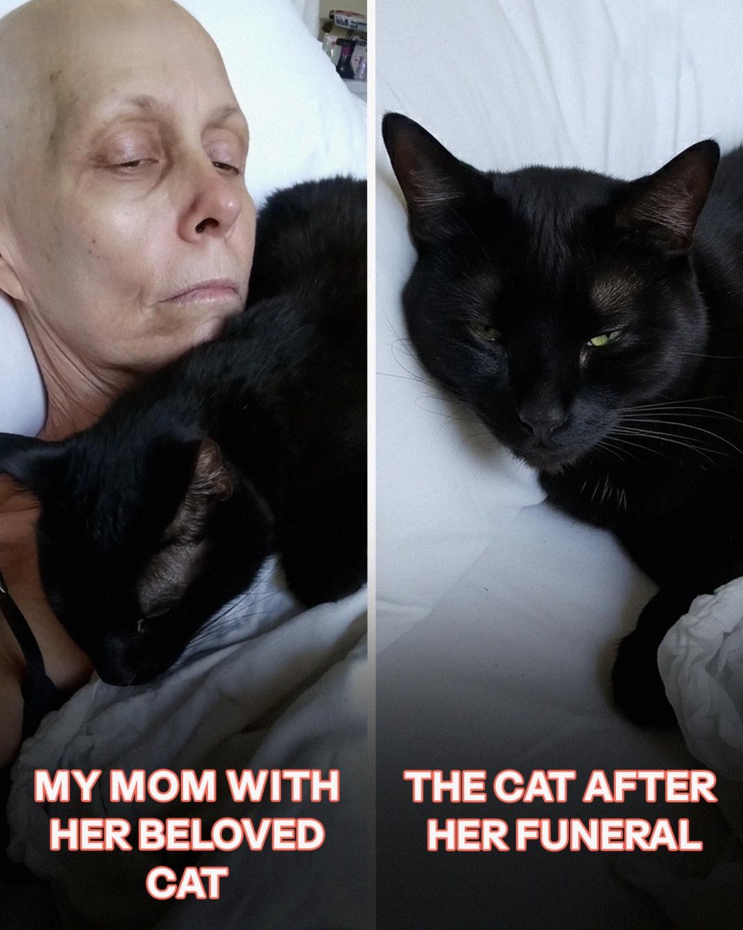 My Moms Cat Vanished After Her Funeral, on Christmas Eve, He Returned and Led Me Somewhere I Never Expected