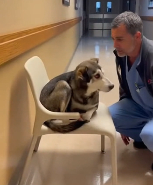A Dog Curled Up on a Plastic Chair in a Hospital Hallway — A Doctor Whispered, “Where’s Your Family?”