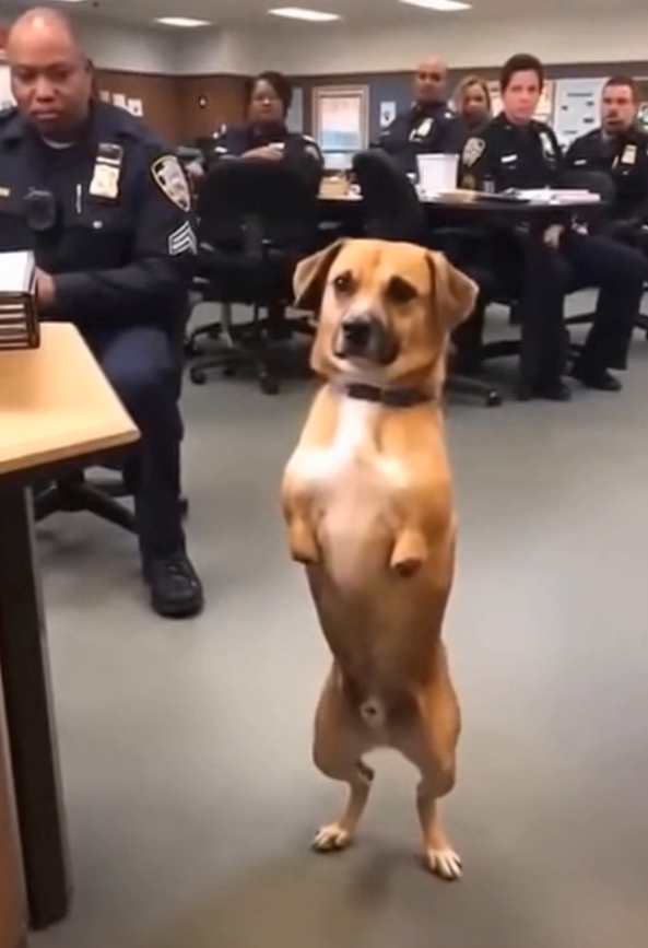 The Dog Who Walked on Two Legs — And the First Time He Wagged His Tail, an Entire Police Station Broke Down