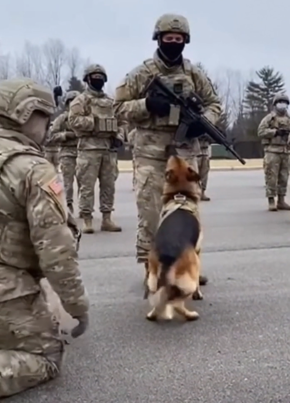 The Dog Found His Owner Among Hundreds of Soldiers — Even When the Man Hid His Face