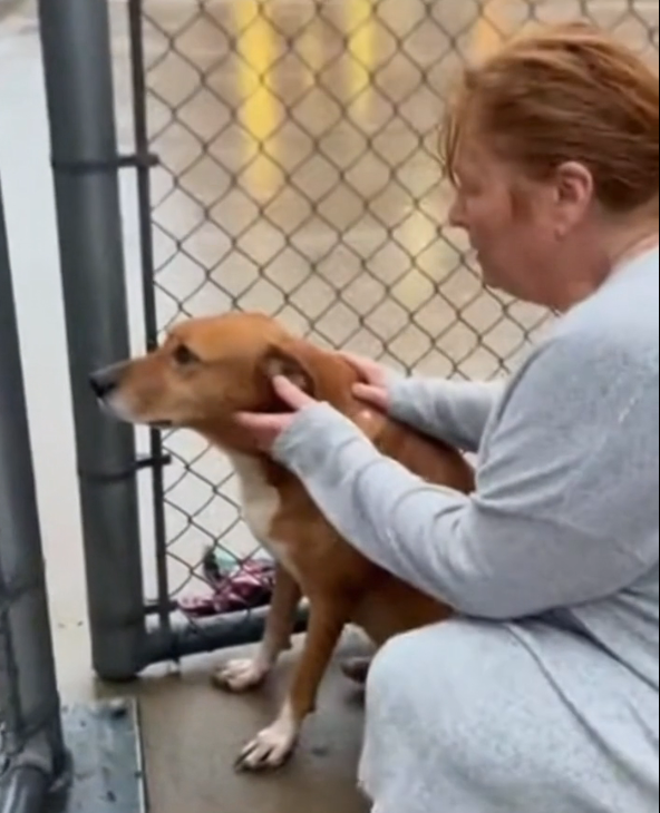 A Dog Waited Outside the School Gates Every Afternoon — And the Reason Left Teachers in Silence