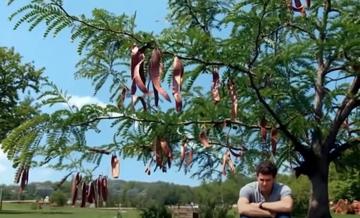 If This Tree Grows Near You, You Are Sitting on Gold and Dont Even Know It, Most People Walk Past It Daily Without Realizing Its Food, Survival, Environmental, and Practical Value